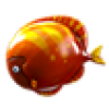 Orange fish
